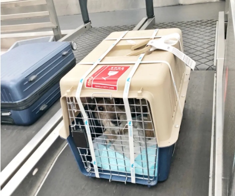 万州宠物托运 宠物托运公司 机场宠物托运 宠物空运